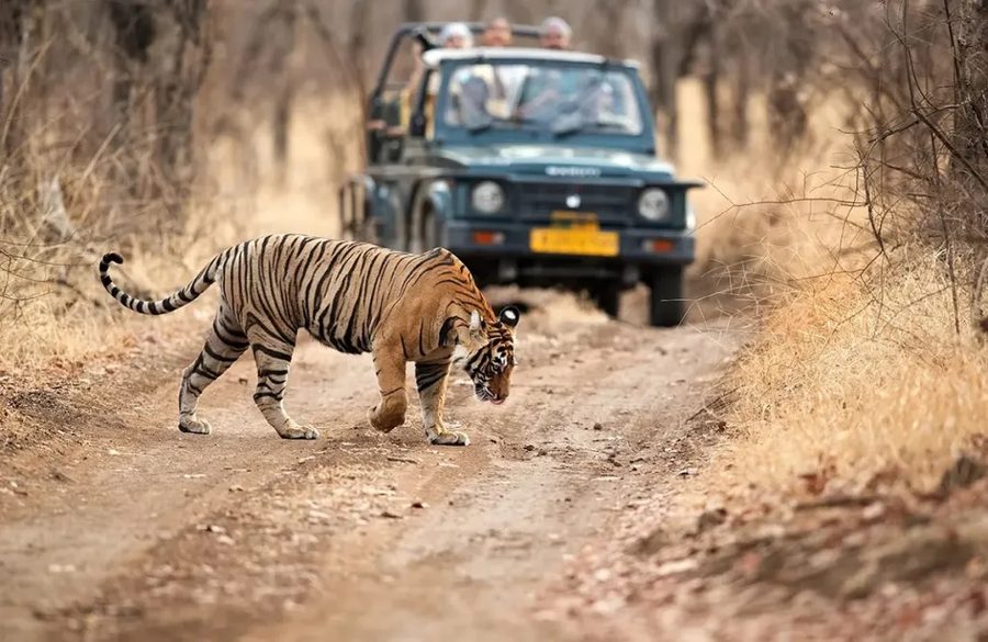 A wild Bengal tiger crossing a forest track in front of a safari jeep at Ranthambore National Park, Rajasthan